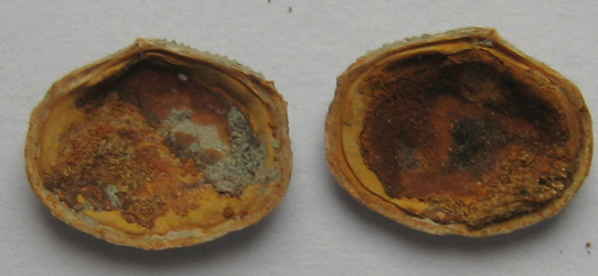 myrtea spinifera